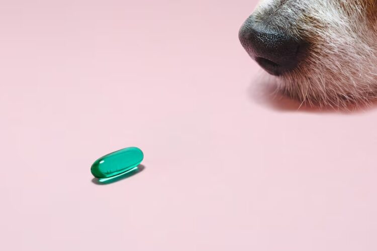 Nahrungsergänzungsmittel für Haustiere: Wann sind sie sinnvoll?