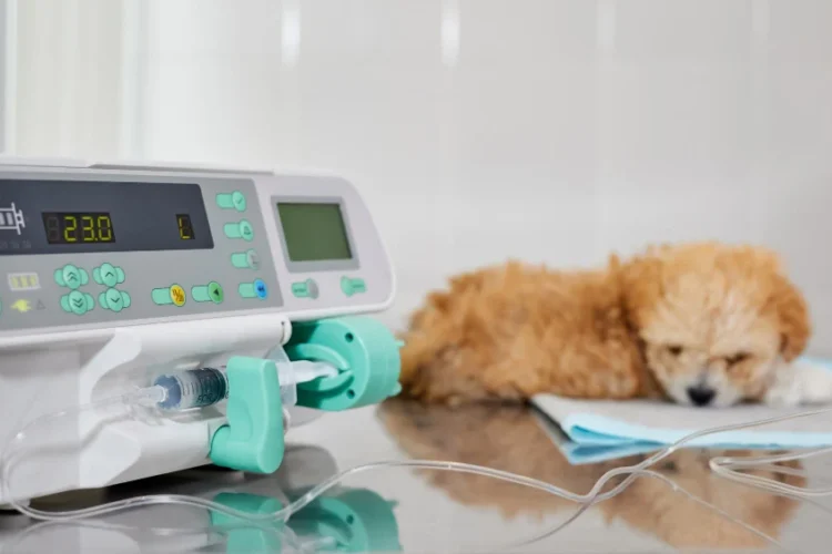 Veterinärportal für gebrauchte Ausrüstung. Eine nachhaltige Lösung